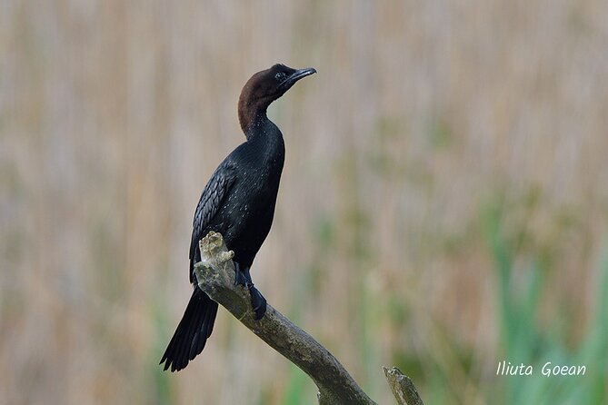 Guided Birdwatching day trip to the Danube Delta - private program - What the $578.41 group price really means