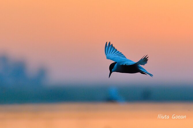 Guided Birdwatching day trip to the Danube Delta - private program - Comfort, fitness, and what to pack
