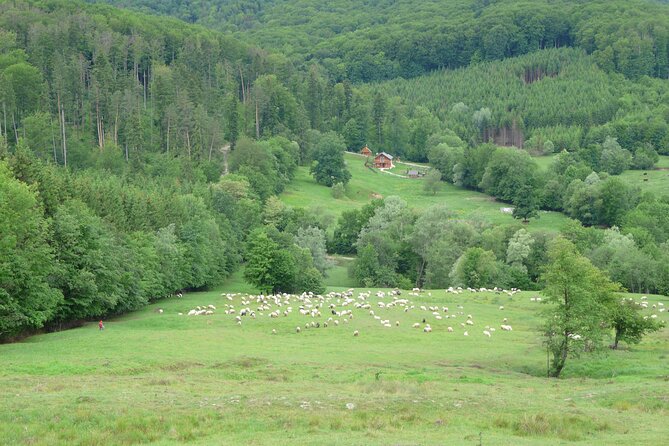 Half Day Tour to Bucovina Painted Monasteries - Is the $59.57 price good value?