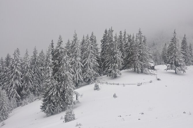 Hike in the Wild Private Photo Tour - Winter Tracks and Wild Mountain Signs
