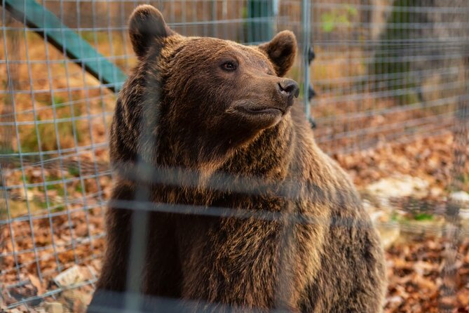Legends&Wildlife Awaits: Dracula's Castle & Bear Sanctuary - What the guide and vehicle add