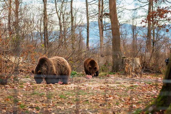 Legends&Wildlife Awaits: Dracula's Castle & Bear Sanctuary - My call: book it for the pairing