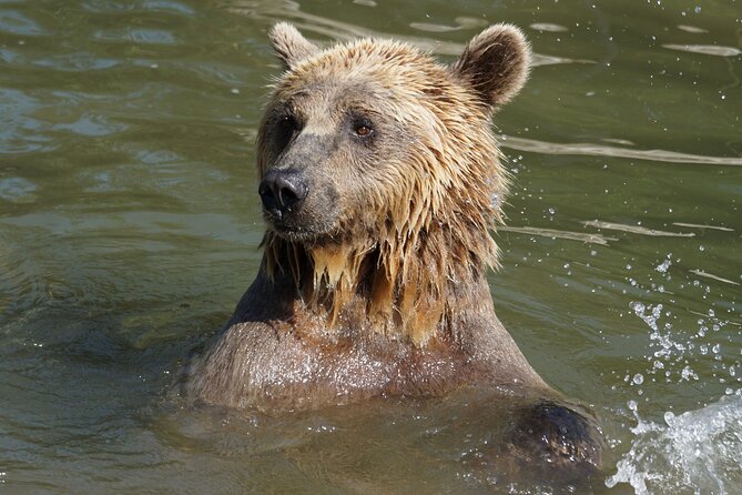 Libearty Bear Sanctuary and Dracula's Castle - Day Tour from Bucharest - Why the bear sanctuary deserves your morning