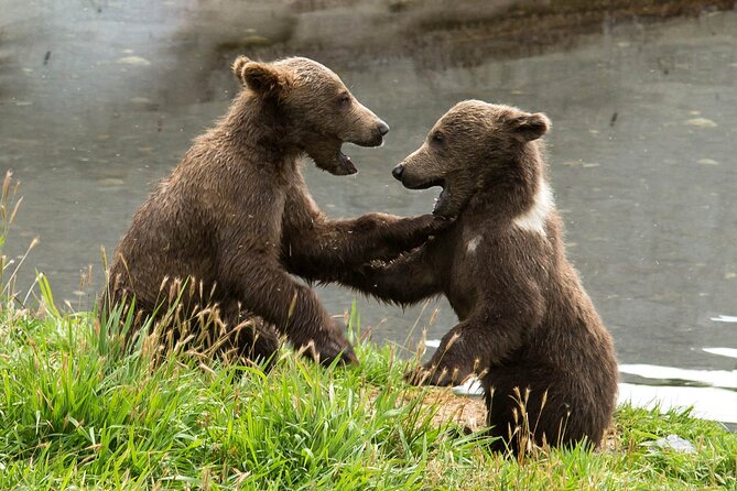 Libearty Bear Sanctuary and Dracula's Castle - Day Tour from Bucharest - What makes the Carpathian drive worthwhile