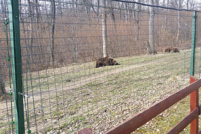 LiBearty Bear Sanctuary Zarnesti Small-Group Trip from Brasov - Key points to know before you book