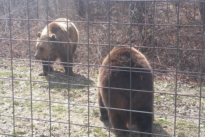 LiBearty Bear Sanctuary Zarnesti Small-Group Trip from Brasov - Why Libearty matters beyond the bear sightings