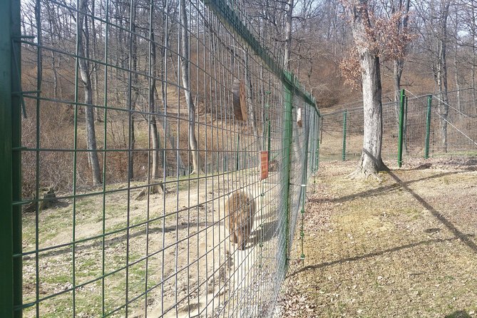 LiBearty Bear Sanctuary Zarnesti Small-Group Trip from Brasov - Walking the two-kilometer forest path