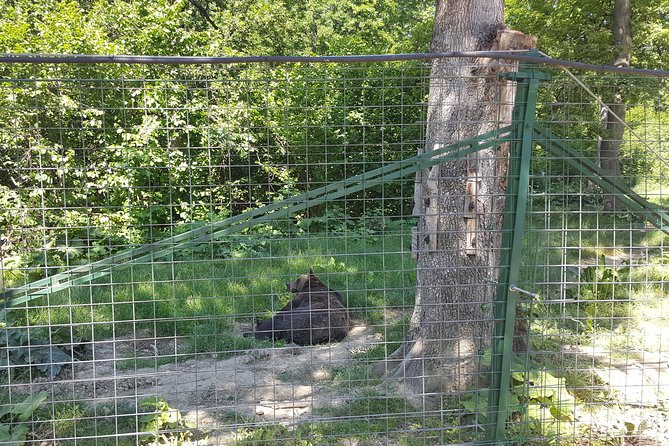 LiBearty Bear Sanctuary Zarnesti Small-Group Trip from Brasov - Is $90.11 a fair price?