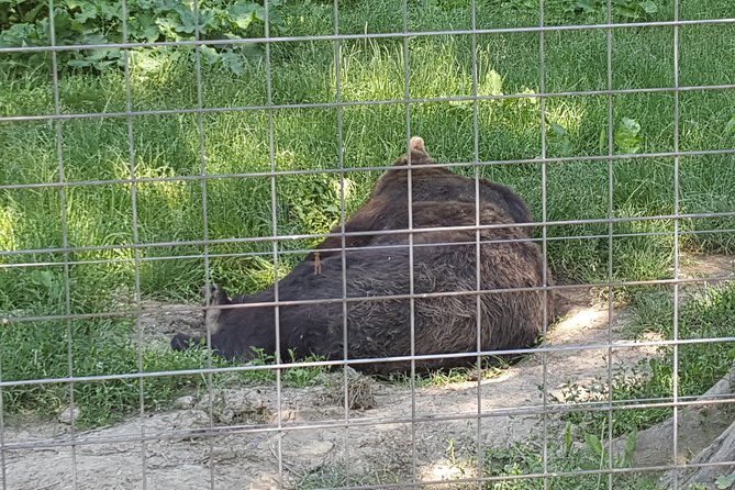 LiBearty Bear Sanctuary Zarnesti Small-Group Trip from Brasov - Who will enjoy this visit most?