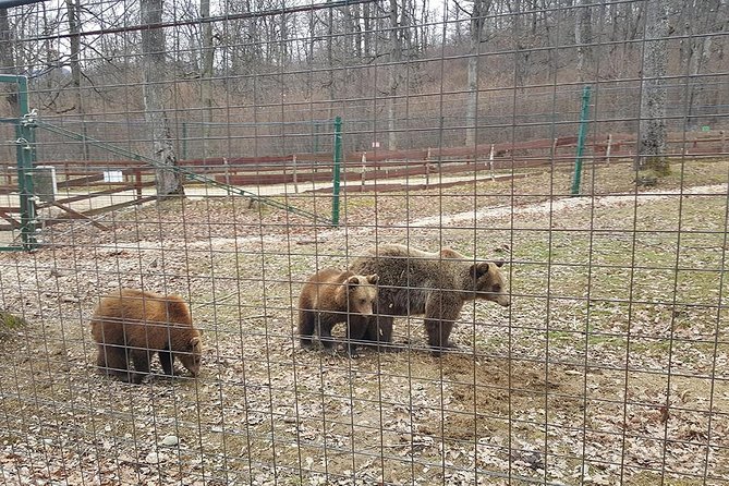 LiBearty Bear Sanctuary Zarnesti Small-Group Trip from Brasov - Timing, tickets, and cancellation details