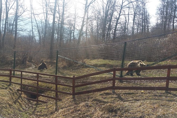 LiBearty Bear Sanctuary Zarnesti Small-Group Trip from Brasov - The morning transfer from Brasov