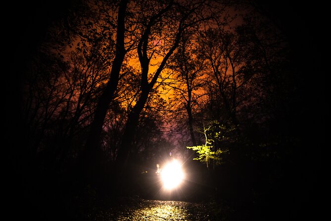 Night Tour in Hoia Baciu Forest - Walking the 3.5-kilometer route