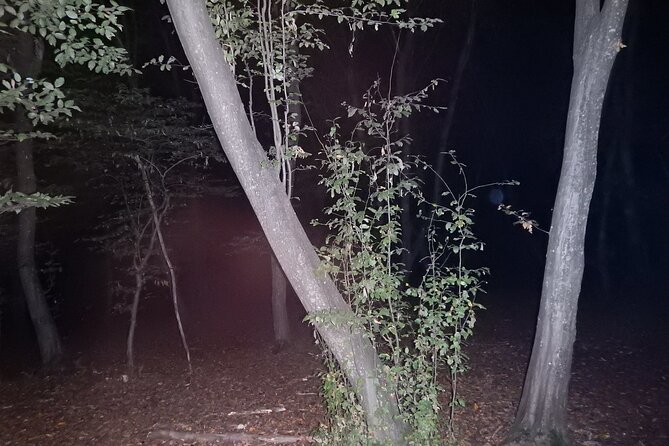 Night Tour in Hoia Baciu Forest - What the private format adds
