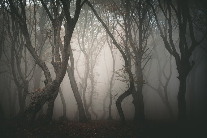 Night Tour in Hoia Baciu Forest - How spooky is it really?