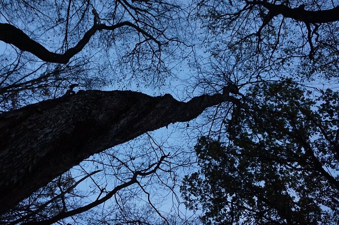 Night Tour in Hoia Baciu Forest - Alex’s storytelling style