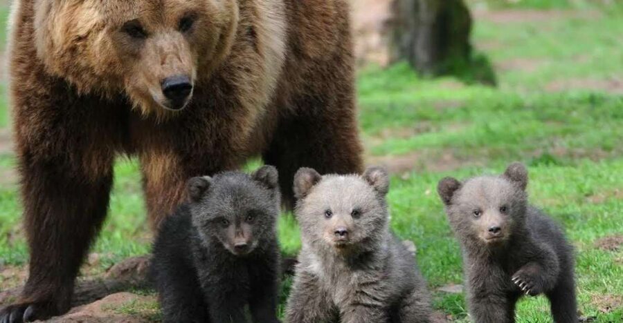 One day trip Bear Sanctuary, Dracula Castle - Why the bear sanctuary makes this trip different