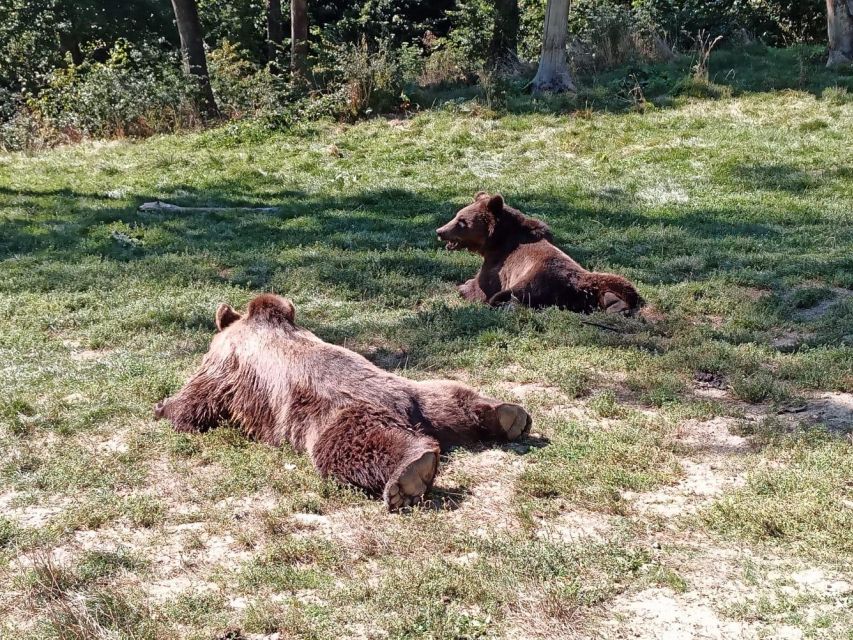 One day trip Bear Sanctuary, Dracula Castle - Should you book the bear sanctuary and Bran Castle tour?
