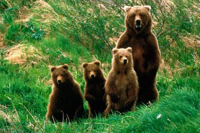 One day trip Bear Sanctuary, Dracula Castle, Rasnov Fortress from Brasov - Why the bear sanctuary deserves the early start