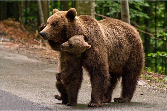 One day trip Bear Sanctuary, Dracula Castle, Rasnov Fortress from Brasov - Râșnov Fortress and the current access problem