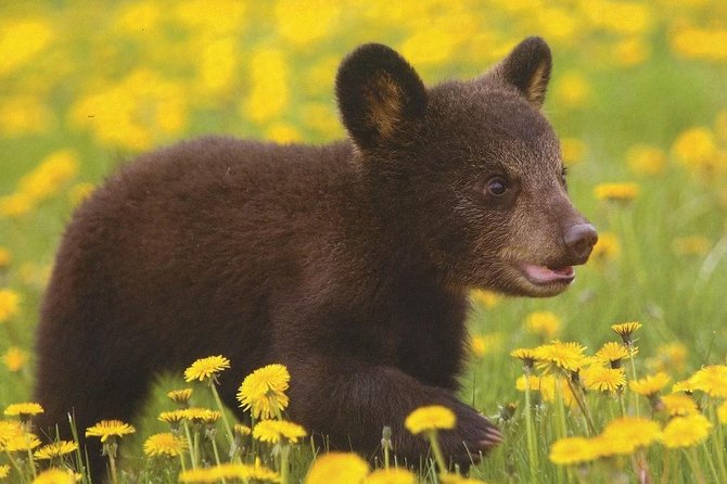 One day trip Bear Sanctuary, Dracula Castle, Rasnov Fortress from Brasov - What the guide does, and what you do alone
