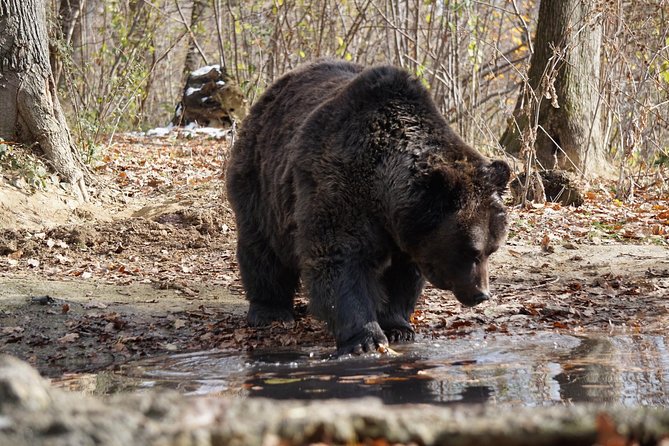 One day trip Bear Sanctuary, Dracula Castle, Rasnov Fortress from Brasov - Who should book this Brașov day trip?