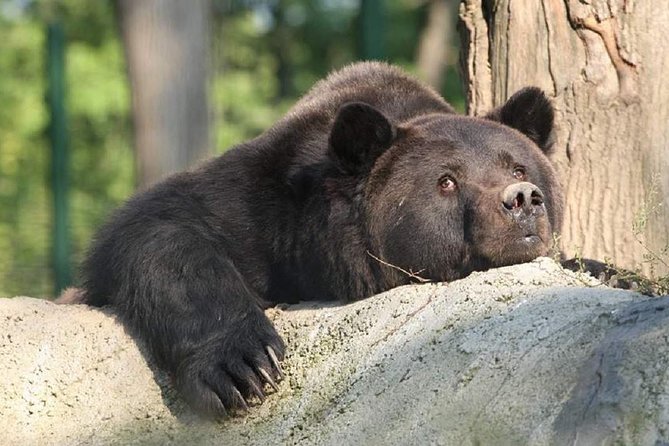 One day trip Bear Sanctuary, Dracula Castle, Rasnov Fortress from Brasov - The practical verdict
