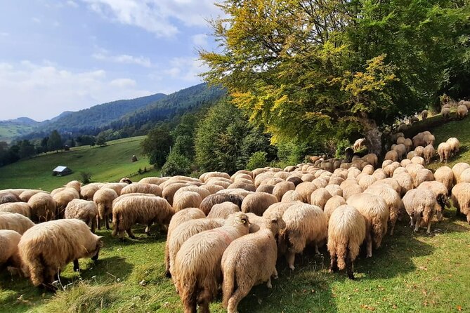 Pestera and Magura Full-Day Private Walking Tour from Brasov - What the 8 to 12 kilometer route feels like