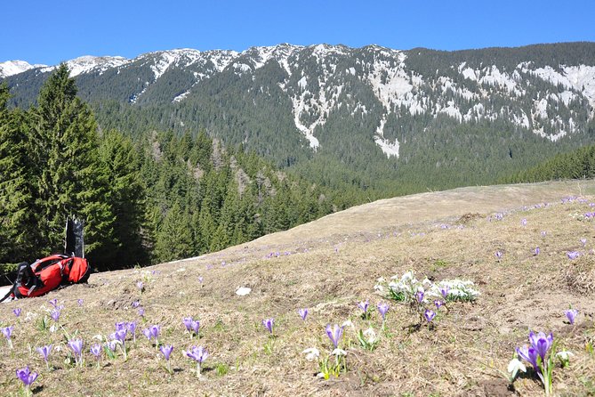 Piatra Craiului National Park Private Hiking Tour from Brasov - The possible Bran Castle stop on the way back
