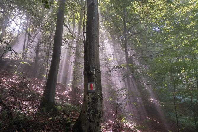 Piatra Craiului National Park Private Hiking Tour from Brasov - Who will enjoy this tour most