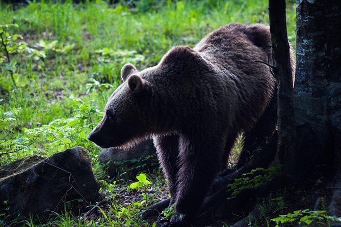 Private Brown Bear Watching Experience near Odorheiu Secuiesc - Why a Carpathian bear hide is worth your evening