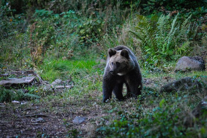 Private Brown Bear Watching Experience near Odorheiu Secuiesc - What you may see besides brown bears