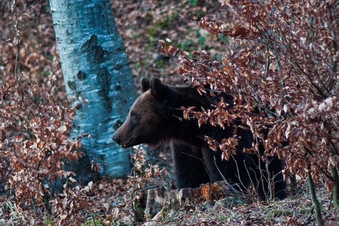 Private Brown Bear Watching Experience near Odorheiu Secuiesc - Safety, the armed guide, and responsible watching