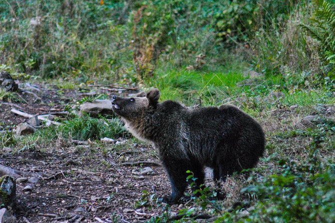 Private Brown Bear Watching Experience near Odorheiu Secuiesc - How the private format affects the experience