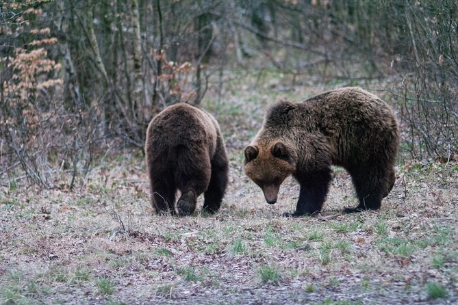Private Brown Bear Watching Experience near Odorheiu Secuiesc - Is $82.80 a fair price?