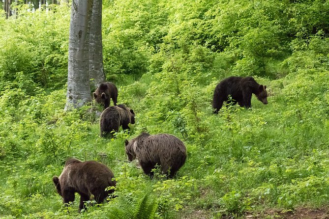 Private Brown Bear Watching Experience near Odorheiu Secuiesc - What to wear and pack for a comfortable wait