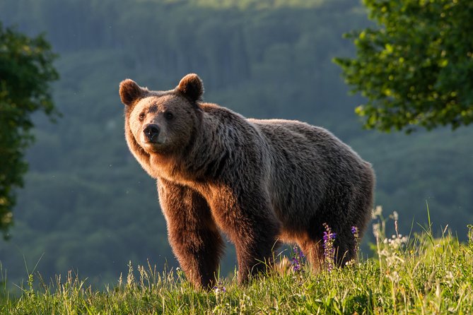 Private Brown Bear Watching Experience near Odorheiu Secuiesc - Three hours of waiting in the forest