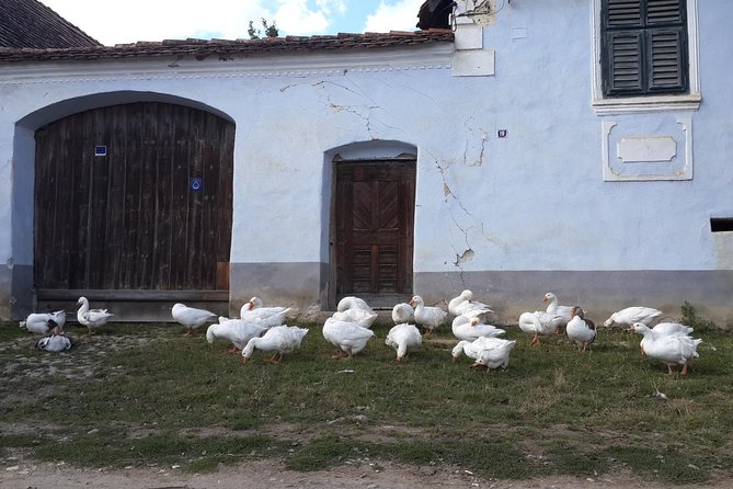 Private Day Tour Sighisoara and Viscri from Brasov with Hotel Pick Up/ Drop Off - Viscri: a quiet village with a fortified church