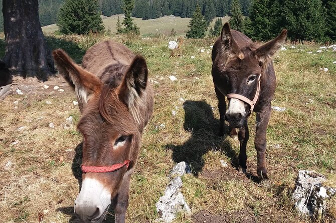 Private Full-Day Hiking Tour in Piatra Craiului National Park - What the $104.53 price really covers