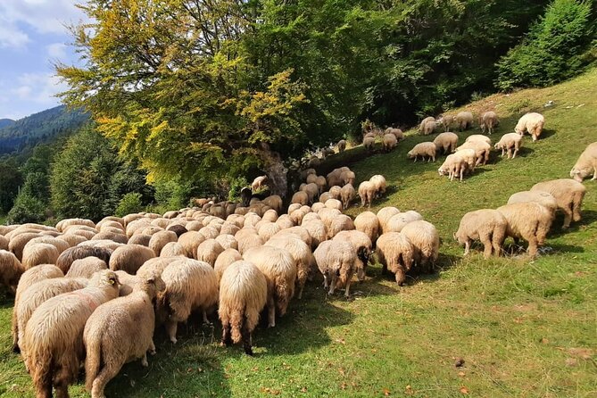 Private Full-Day Hiking Tour in Piatra Craiului National Park - Should you book the Piatra Craiului hike?