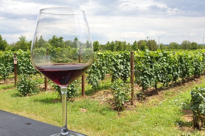 Private Wine Tasting in Cellar and the Winemaking process - Should you book this Bucharest wine tour?