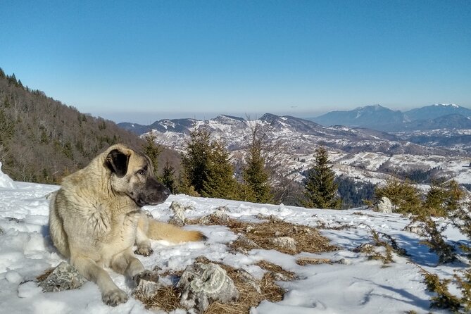 Rambling in Transylvania - Four hours on foot in Piatra Craiului National Park