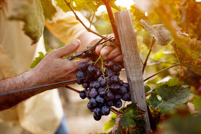 Romanian Wine Tasting - Two tastings and more than 10 wines