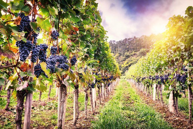 Romanian Wine Tasting - LacertA Winery and the story behind the bottle