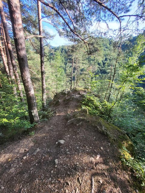 Sibiu: Cindrel Mountains Hike with Traditional Brunch - What the Cindrel trail feels like