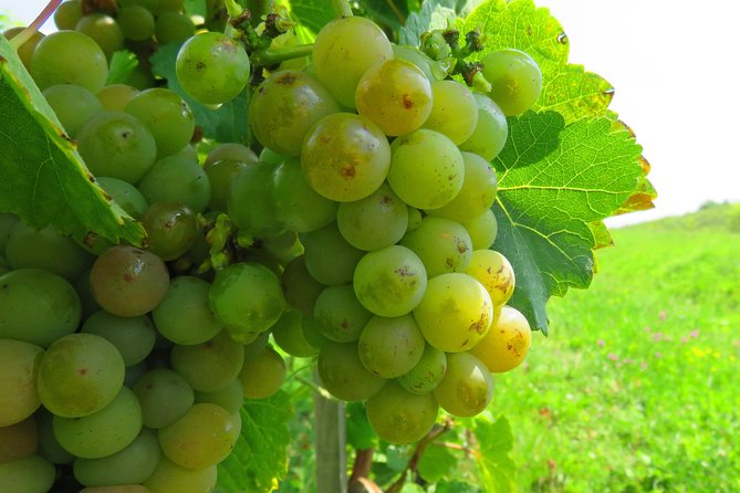The wine route by bike - Rotenberg Winery and the gravitational method