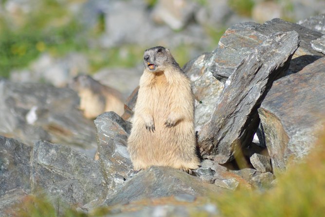 Transfagarasan, Vidraru and Poenari Fortress Tour from Sibiu - Four hours on the Transfagarasan Highway