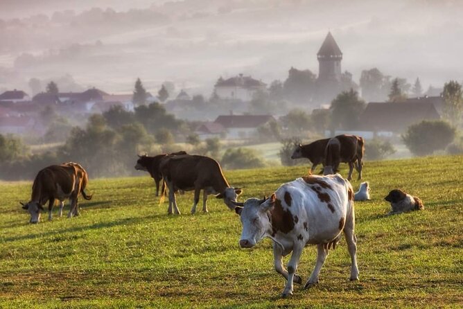 Transfer Bucharest -Brasov with Targoviste and Bran Castle visits - What is included, and what is not