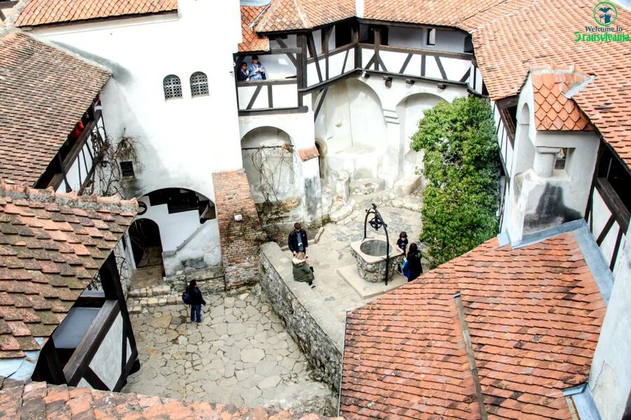 Visit Bear Sanctuary and Bran Castle from Brasov - Why pair bears with Dracula?