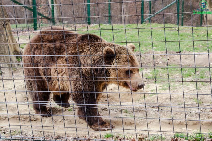 Visit Bear Sanctuary and Bran Castle from Brasov - Inside Bran Castle for 90 minutes