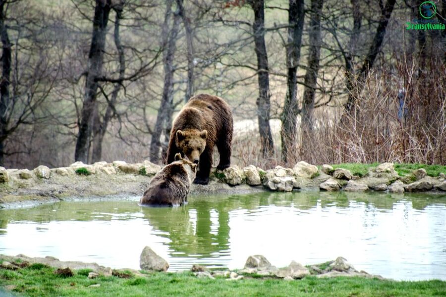 Visit Bear Sanctuary and Bran Castle from Brasov - Is $83 a fair price?